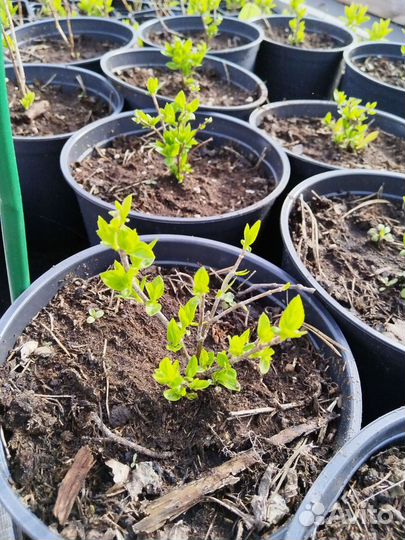 Гортензия Бонфаер