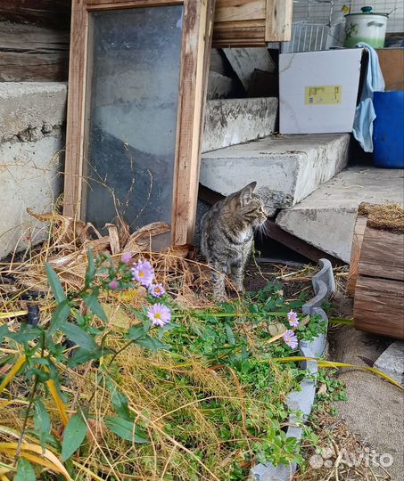 Котик бесплатно