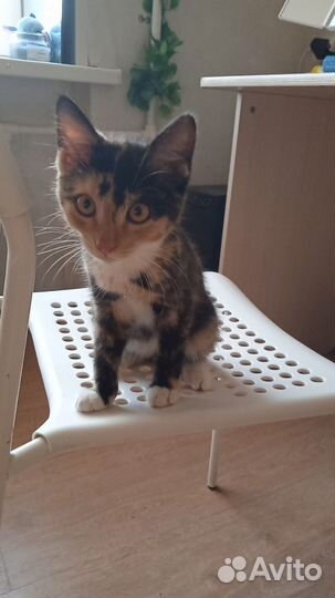 Кошечка 2 мес бесплатно