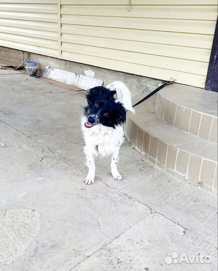 Маленькая собака