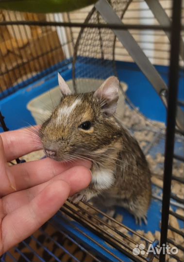 Чилийская белка дегу