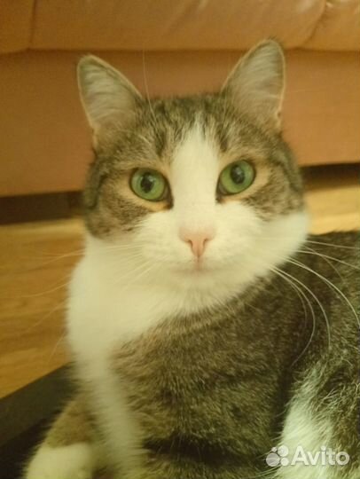 Хасик - идеальный кот