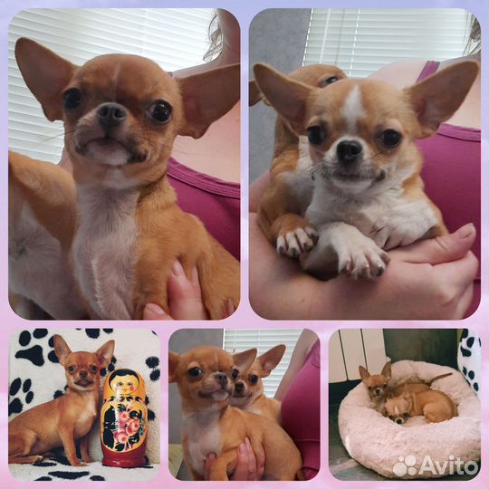 Золотые красотки 5мес