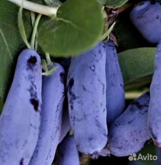 Жимолость. Саженцы жимолости