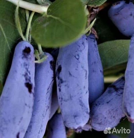 Жимолость. Саженцы жимолости