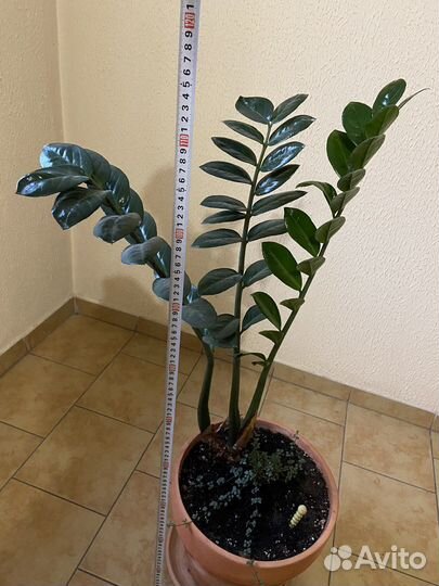 Замиокулькас