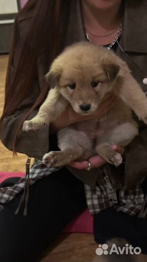 Щенки в добрые руки