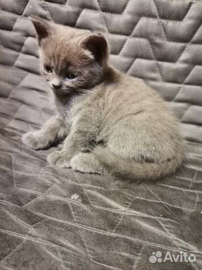 Британский котенок