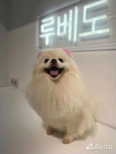 Стрижка животных