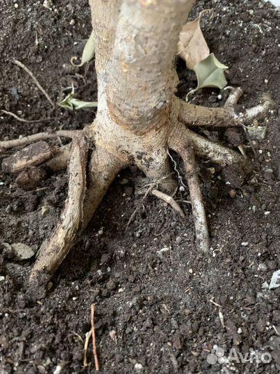 Фикус Бенжамина