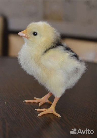 Инкубационное яйцо Пушкинской, Малин, Билефельдер