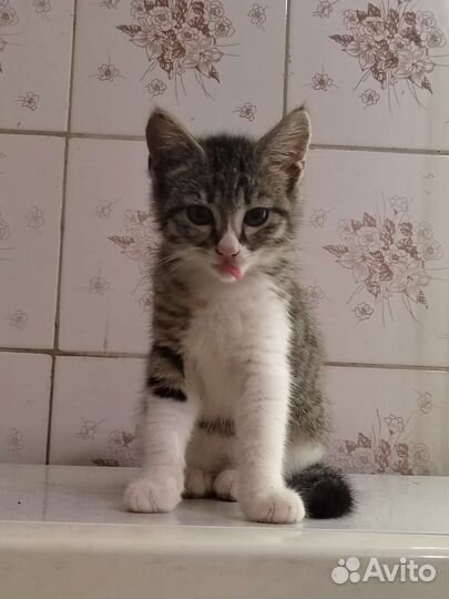 Котенок в дар бесплатно