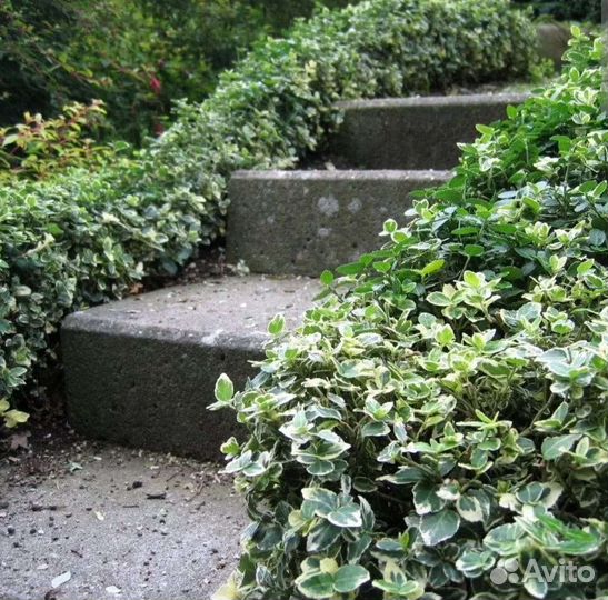 Бересклет японский