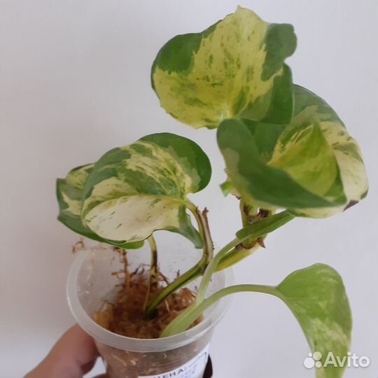 Сциндапсусы