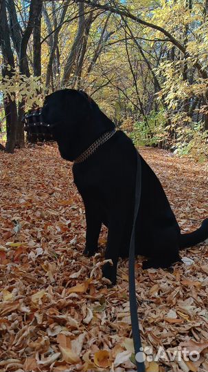 Случка собак лабрадор кобель