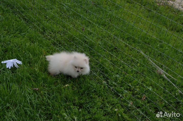 Деврчка пом супер мини