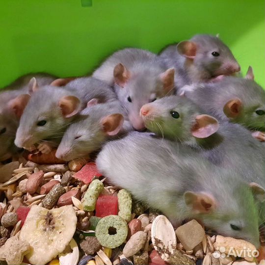 Крысята. Крыса. Крысы Дамбо. Питомник