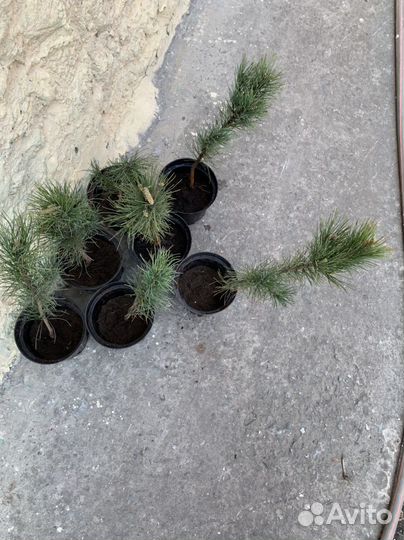 Саженцы кедра