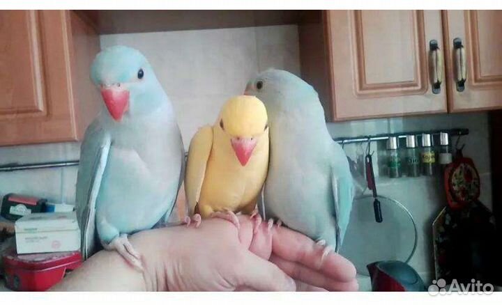 Ожереловый попугай