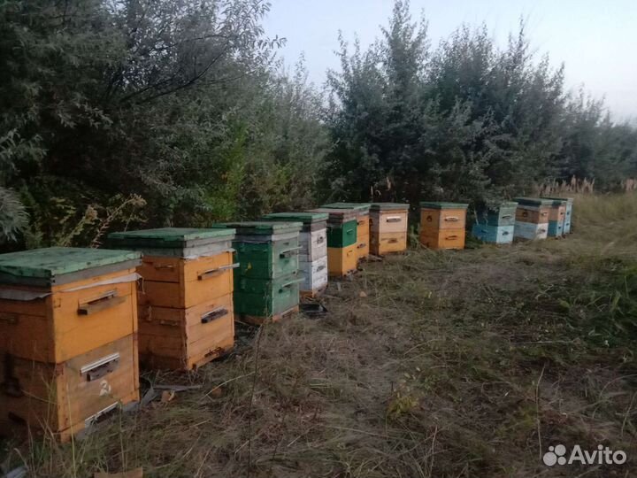 Ульи для пчел Дадан