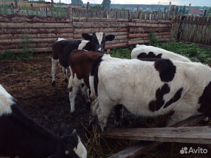 Телята бычки 4мес. 2мес