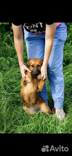 Собаки бесплатно маленькие