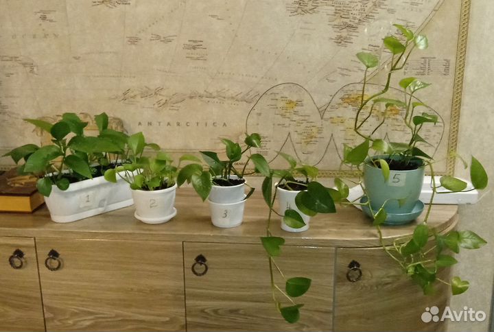 Эпипремнумы. Много. Разные размеры и количество