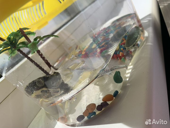 Черепашки карликовые