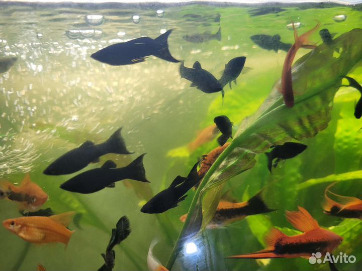 Аквариумные рыбки