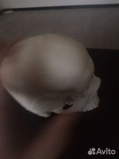 Череп
