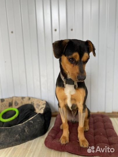 Маленькая собака в добрые руки