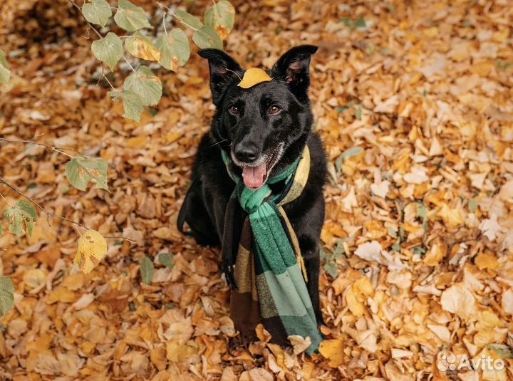 Собака в добрые руки