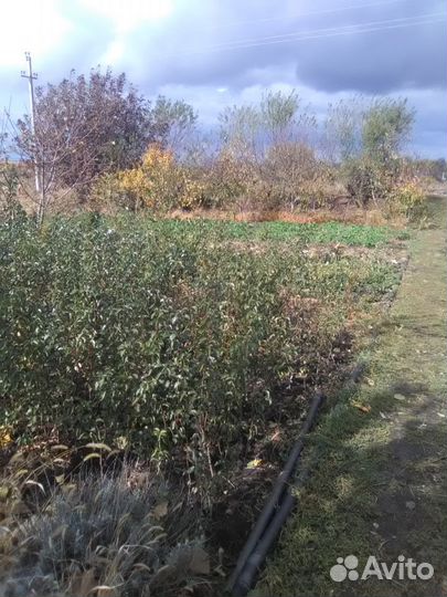 Саженцы плодовых деревьев