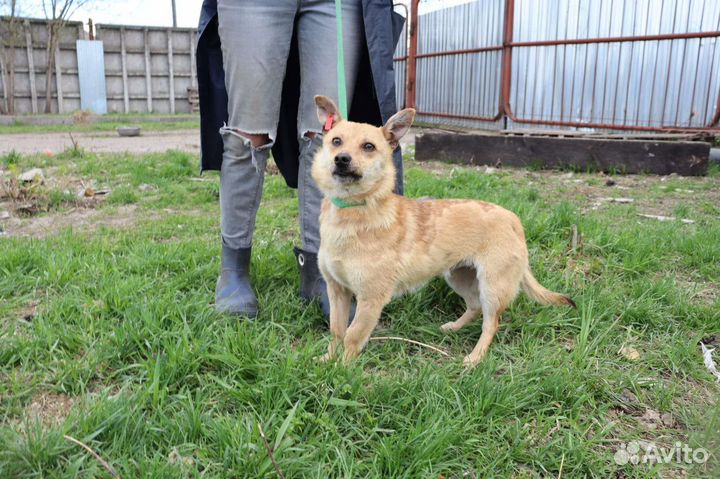 Маленькая собака в добрые руки отдам бесплатно