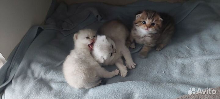 Шотландские котята