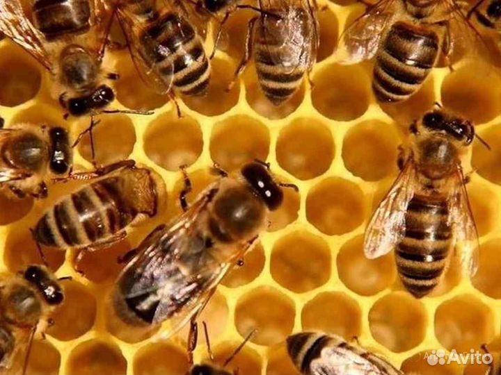 Продам пчелосемьи