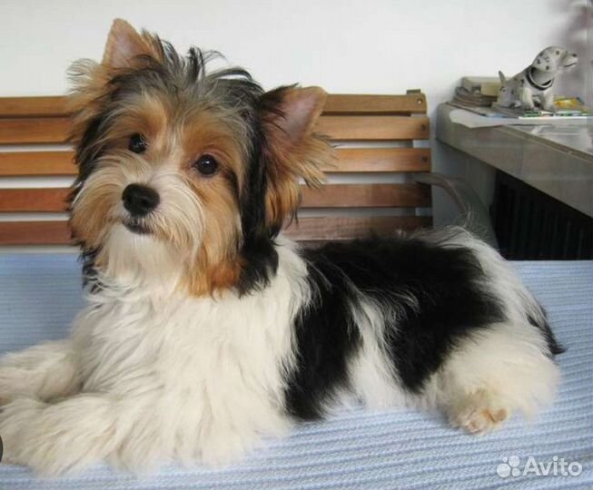 Бивер йорк девочка