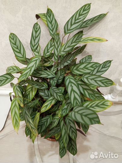 Калатея, Сансевиерия, Фикус Бенджамина, кактусы