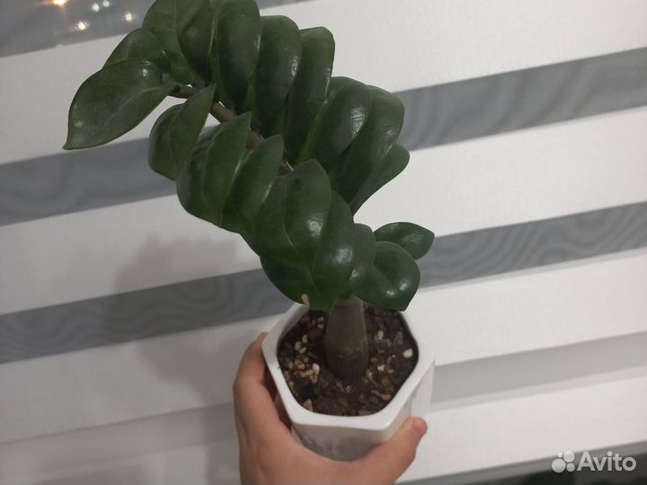 Комнатные ростение цветы Аглаонема Замиакулкас