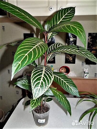 Цветы домашние