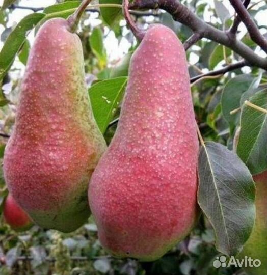 Саженцы груши Яковлевская