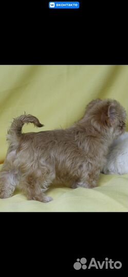 Стайка девочек