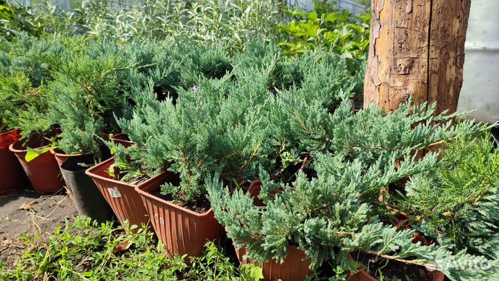 Саженцы можжевельника