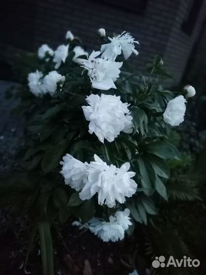 Цветы садовые, саженцы