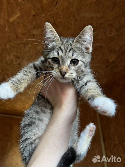 Котёнок Шустрик, в поиске дома