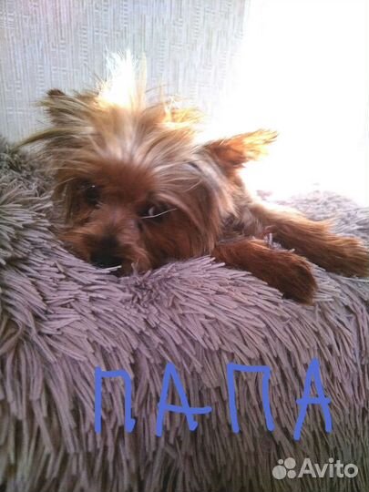 Йоркширский терьер