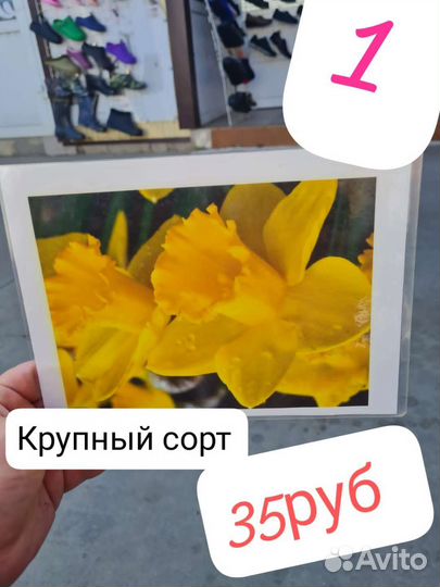 Луковицы нарциссов