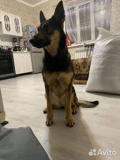 Я ищу свою семью