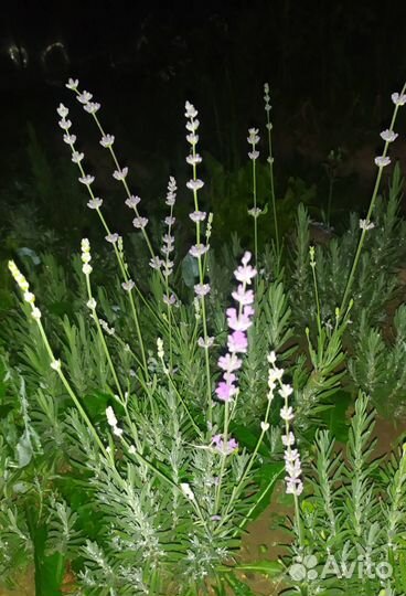 Лаванда, можжевельник, айва, калина, гравилат