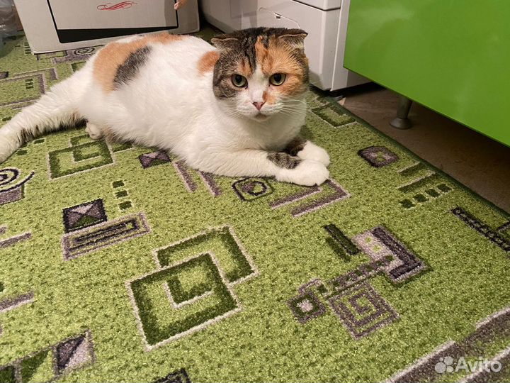 Кошка в дар бесплатно